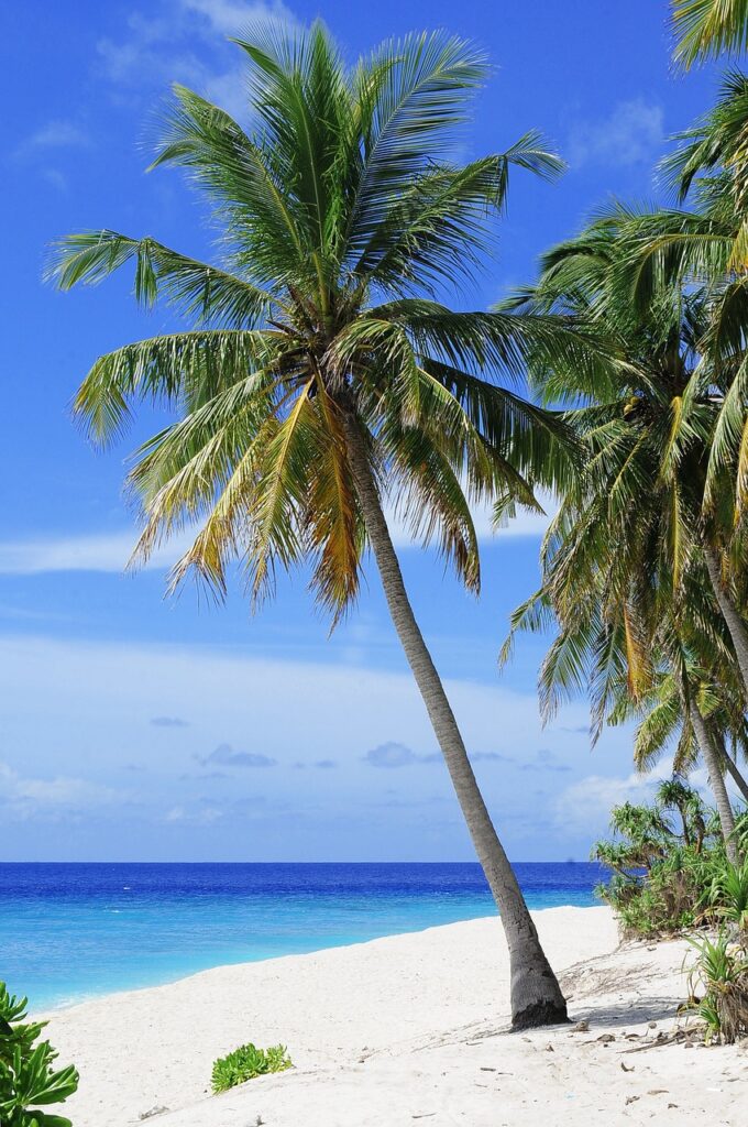 beach, palm trees, sea-2178747.jpg